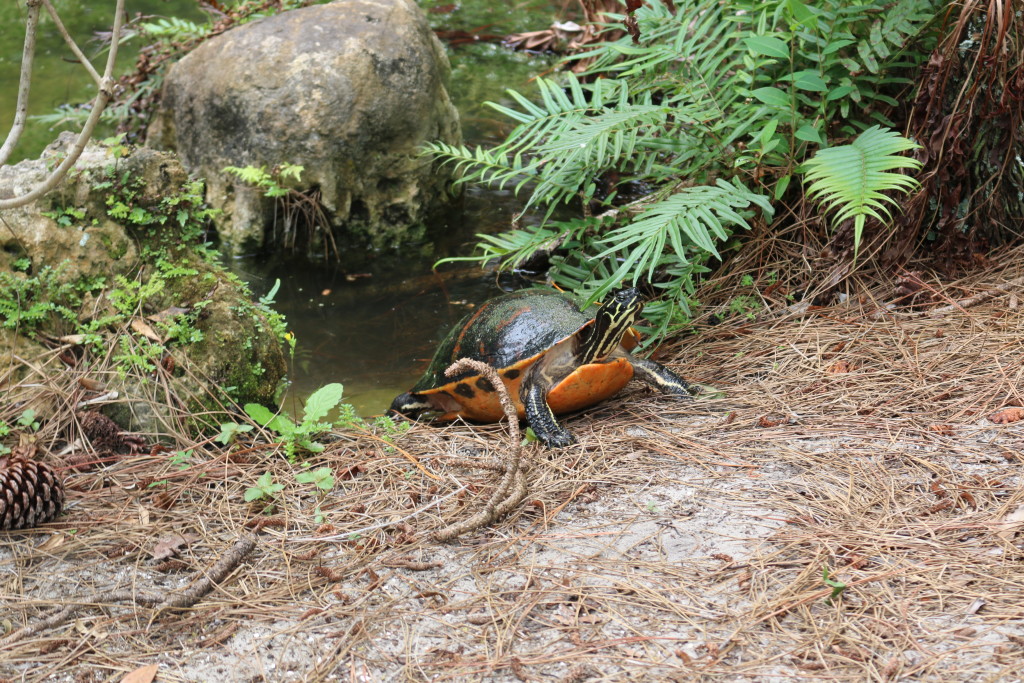 Orange Turtle