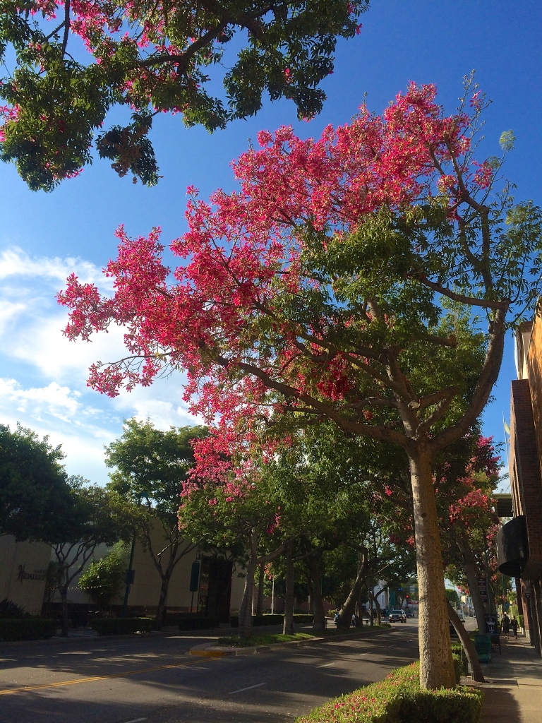 Colorful Trees