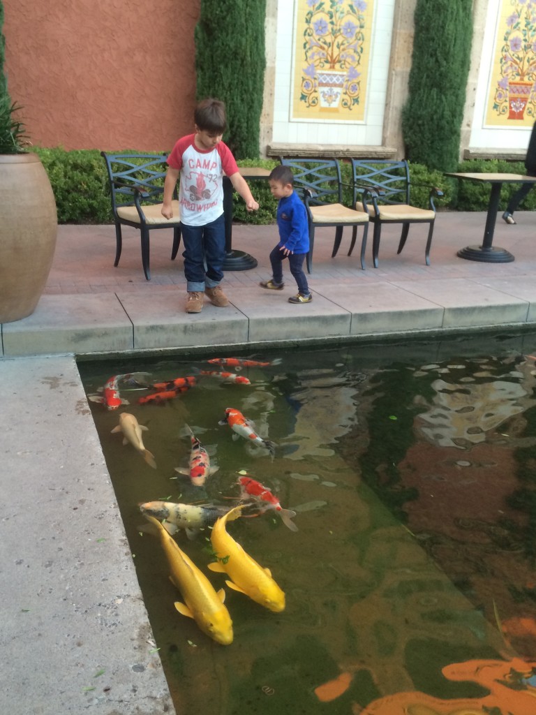 Koi pond