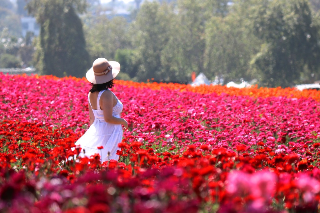 The Flower Fields