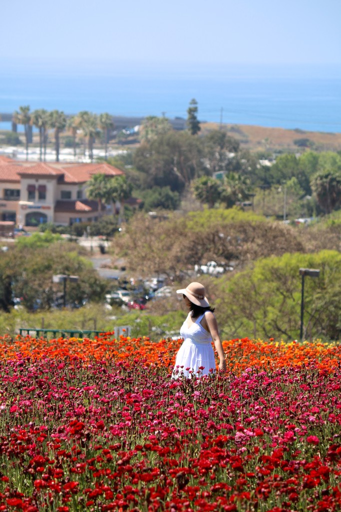 The Flower Fields in Carlsbad, CA