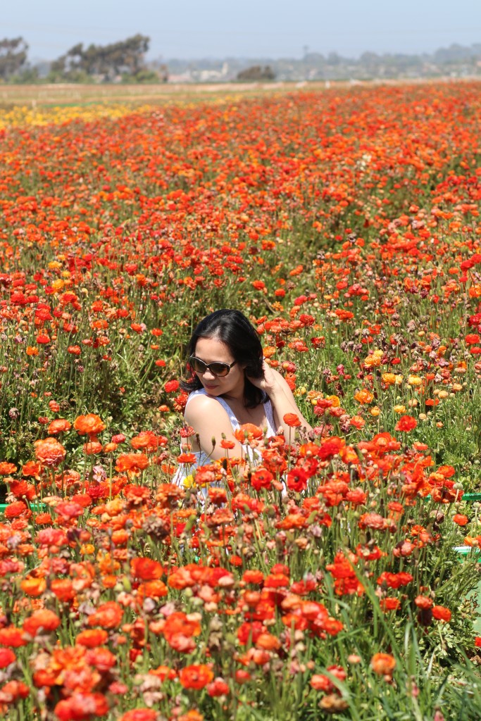 a field full of ranunculus