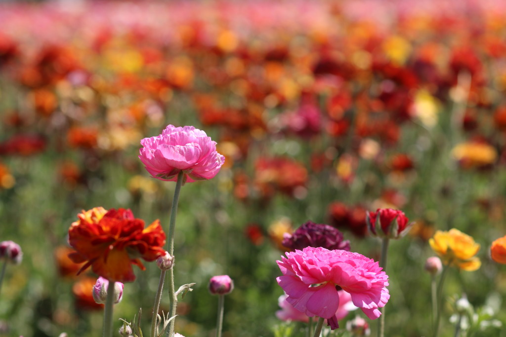 Ranunculus