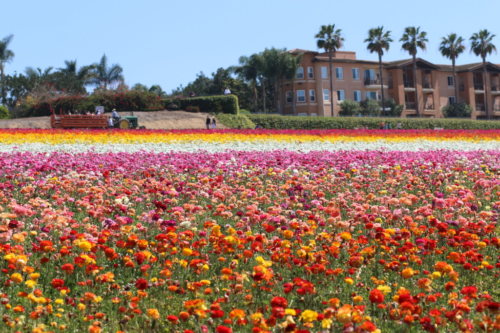 flowers in the field