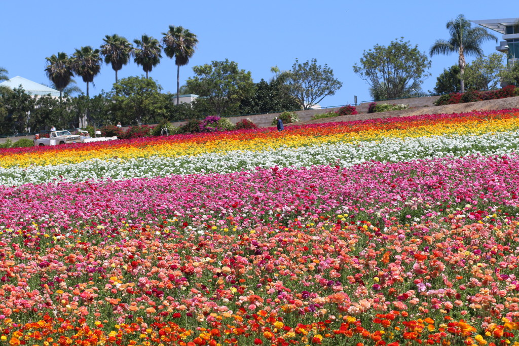 The Flower Fields of Carlsbad