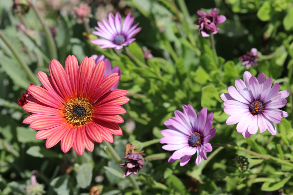 Daisies