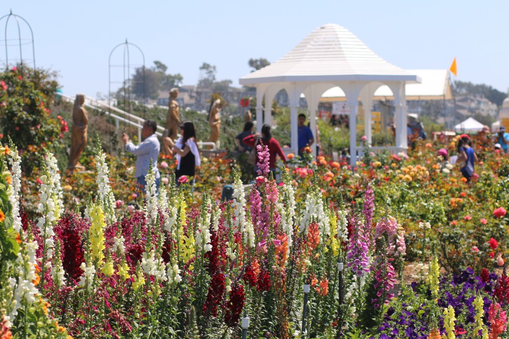 The Flower Fields 