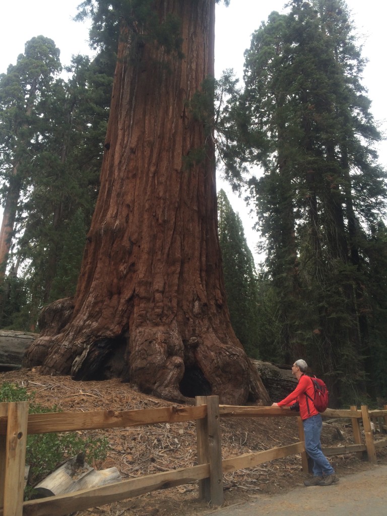 Sequoia tree