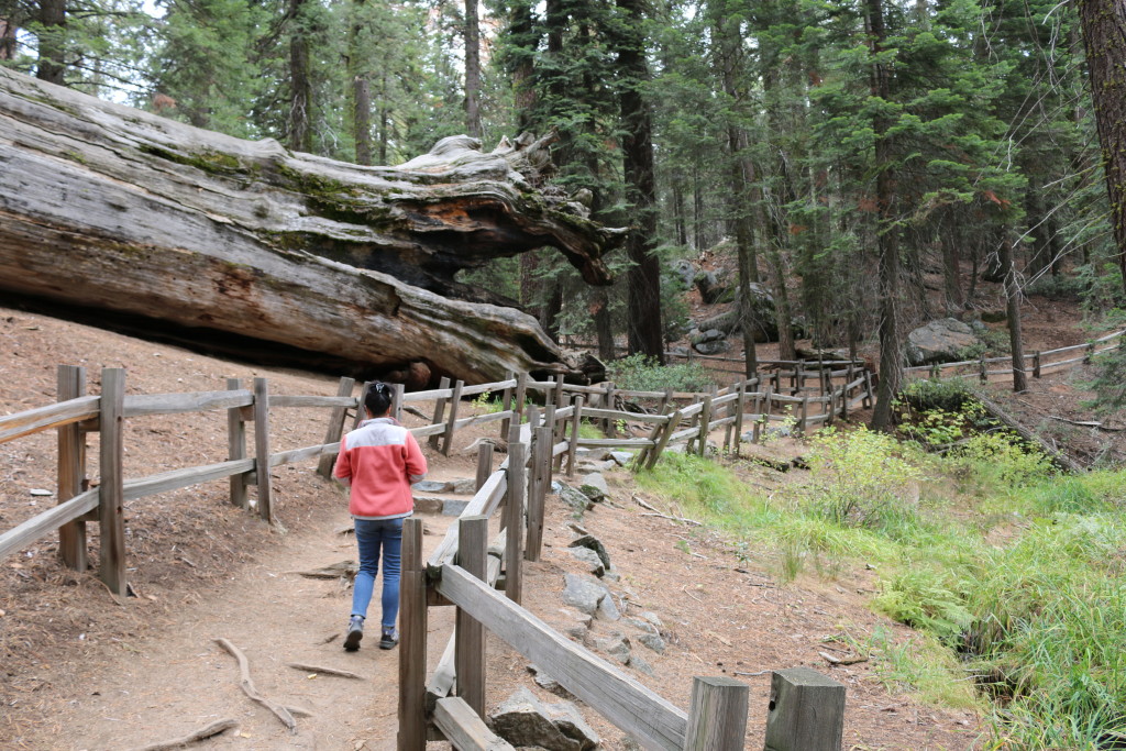 Kings Canyon National Park