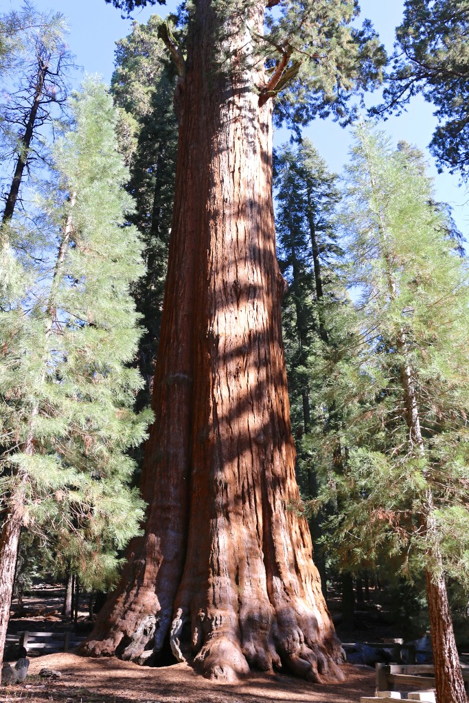 General Sherman Tree