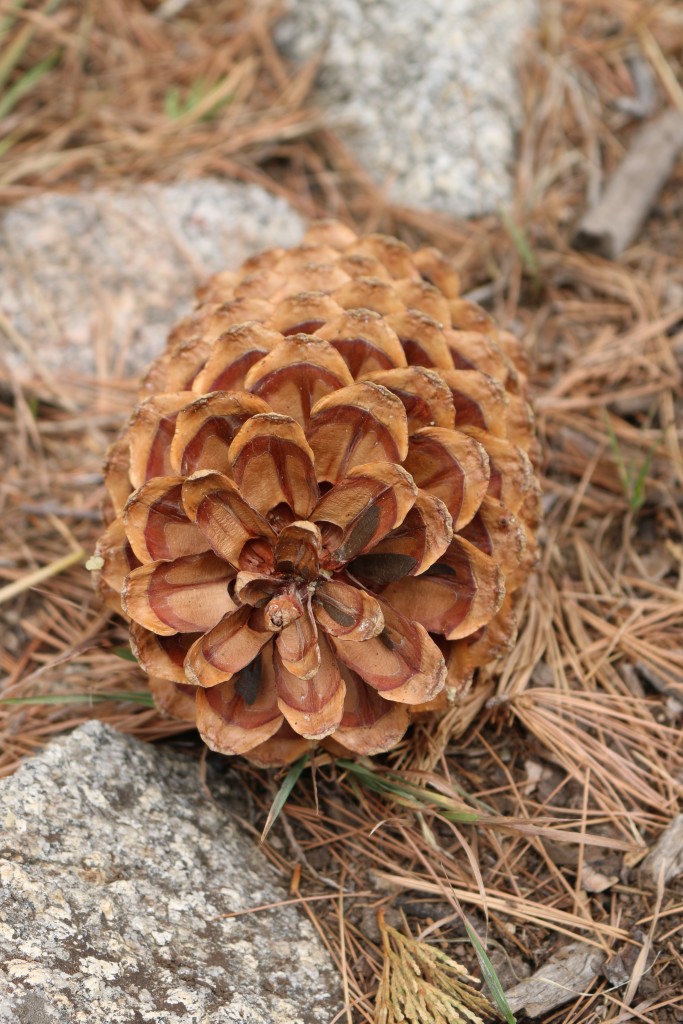 pine cone